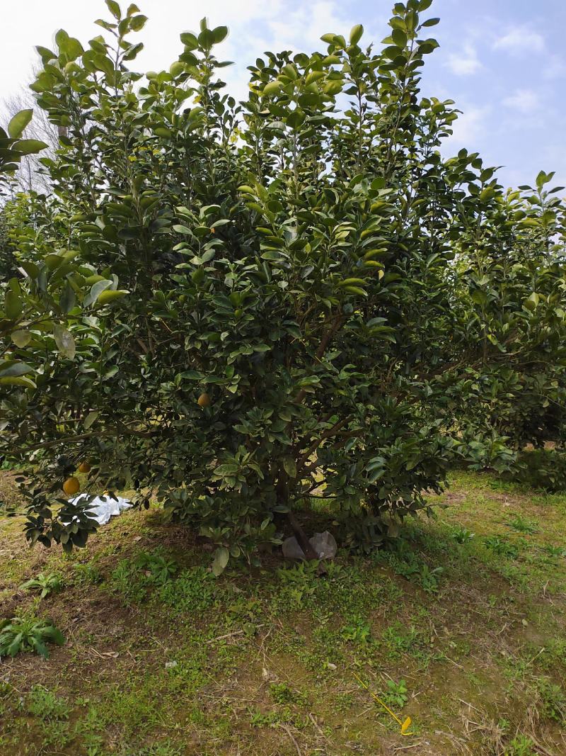 柚子树基地，货源充足，全国可发货，可视频看货，欢迎采购