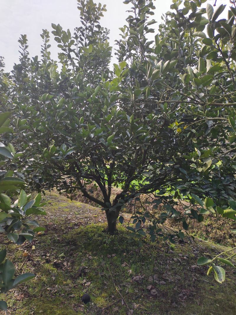 柚子树基地，货源充足，全国可发货，可视频看货，欢迎采购