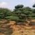 造型黑松，迎客松，造型五针松，造型赤松。泰山景松