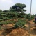 造型黑松，迎客松，造型五针松，造型赤松。泰山景松
