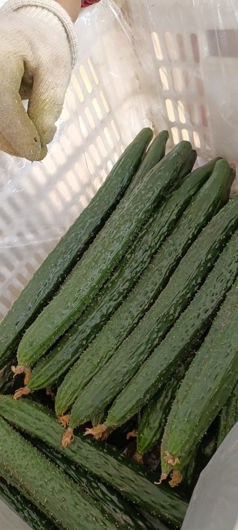临渭区黄瓜新鲜上市，地头现摘，超市食堂欢迎合作