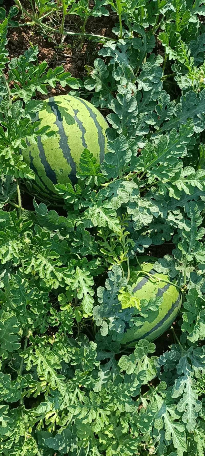 梓潼【露天精品美都金蜜8424沙漠王子产地直销】大量上市