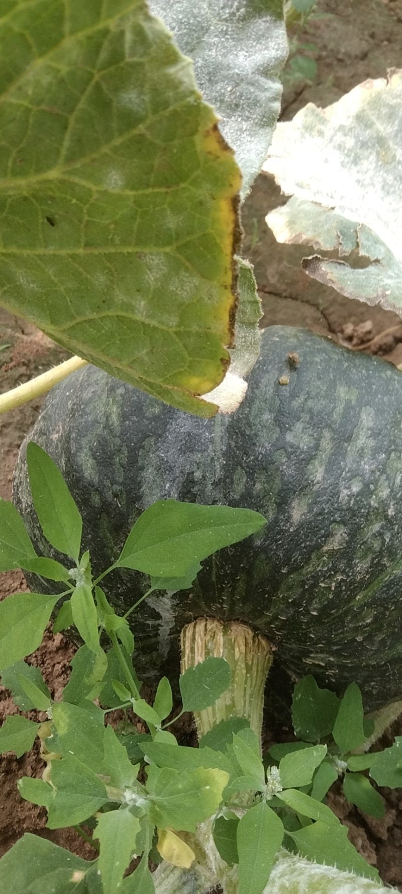 【牛商推荐】甜栗南瓜，板栗南瓜。口感甜，软糯。产地直发。
