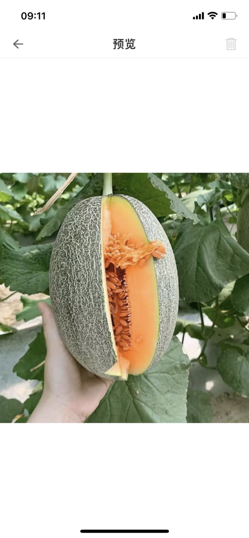 海南哈密瓜现摘现装红到皮甜度高全国整车代发