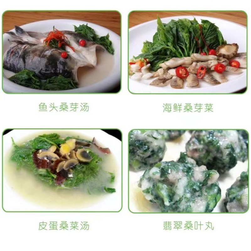 桑叶芽厂家直销酒店专用对接批发