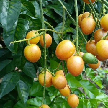 广西南宁武鸣夏黄黄皮果