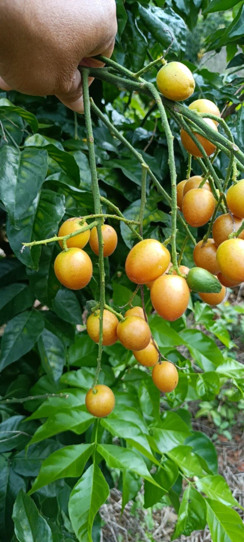 广西南宁武鸣夏黄黄皮果