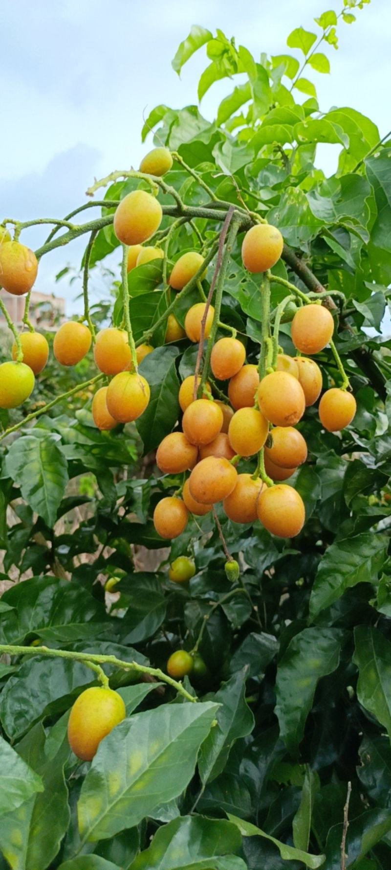 广西南宁武鸣夏黄黄皮果