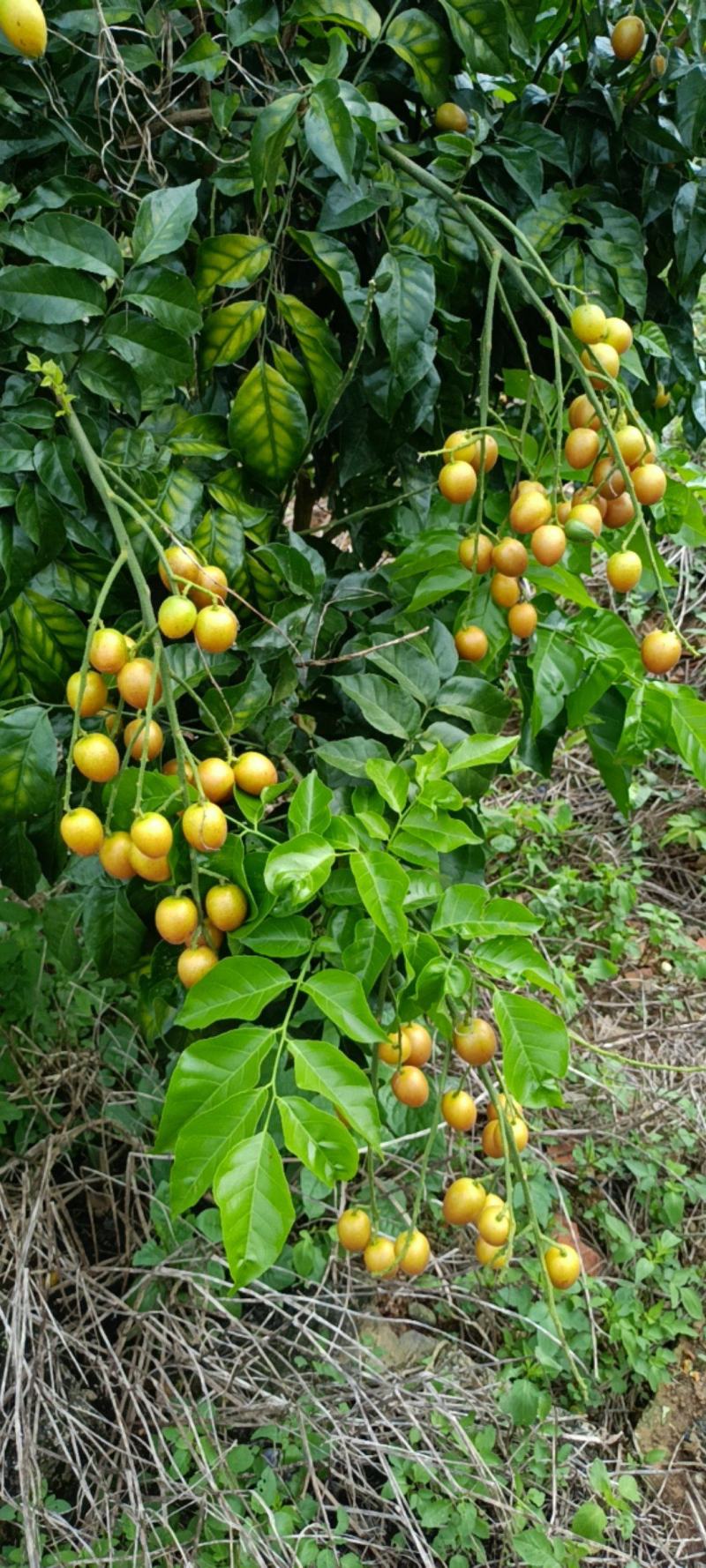 广西南宁武鸣夏黄黄皮果