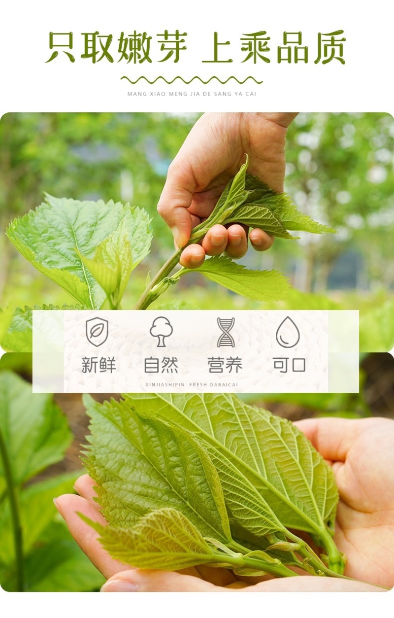 桑叶芽厂家直销酒店专用对接批发