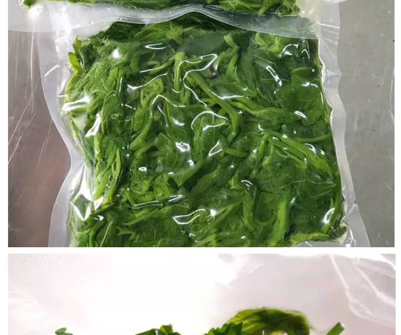 桑叶芽厂家直销酒店专用对接批发