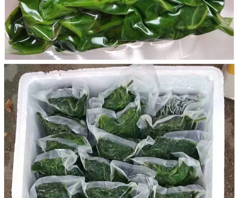 桑叶芽厂家直销酒店专用对接批发