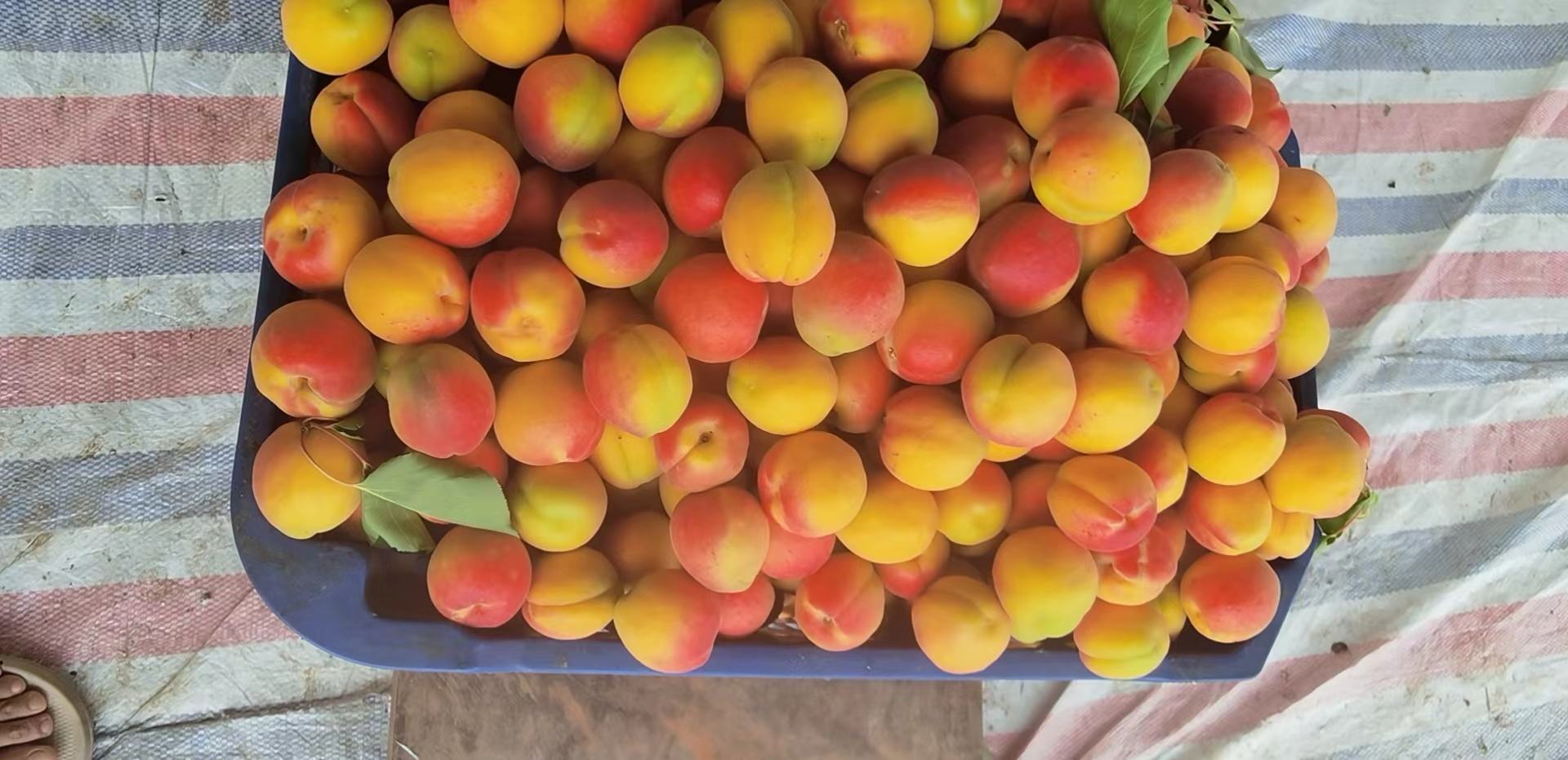 自制杏果酱成品图