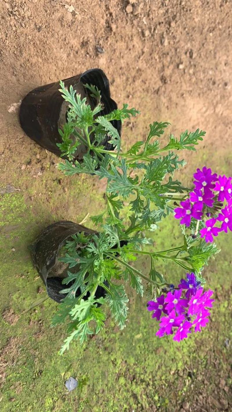 美女樱颜色鲜艳绿化工程