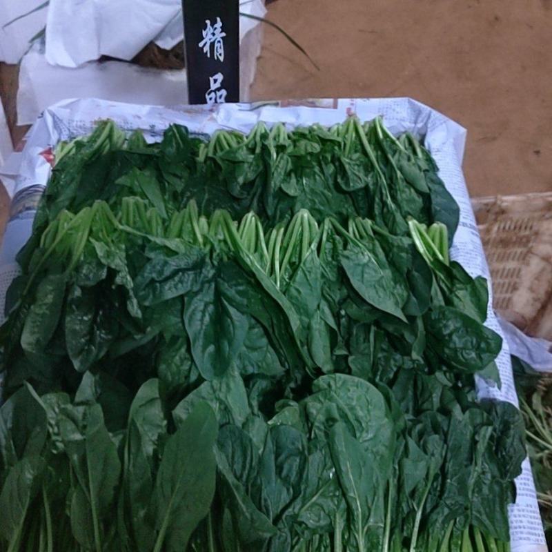 菠菜