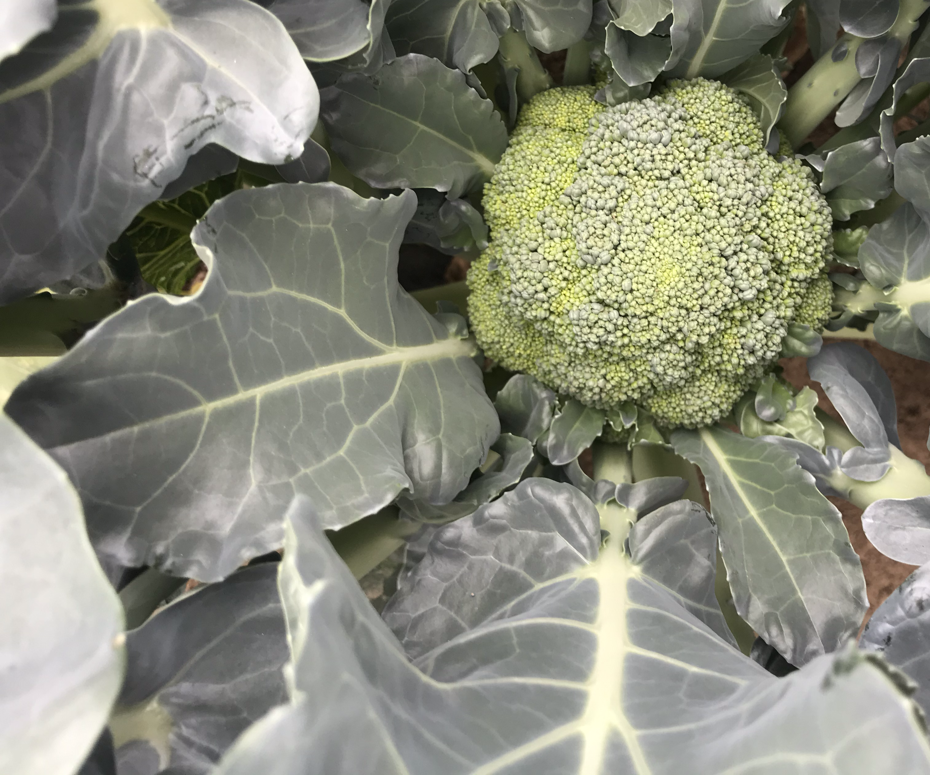 切开的紫色西兰花特写