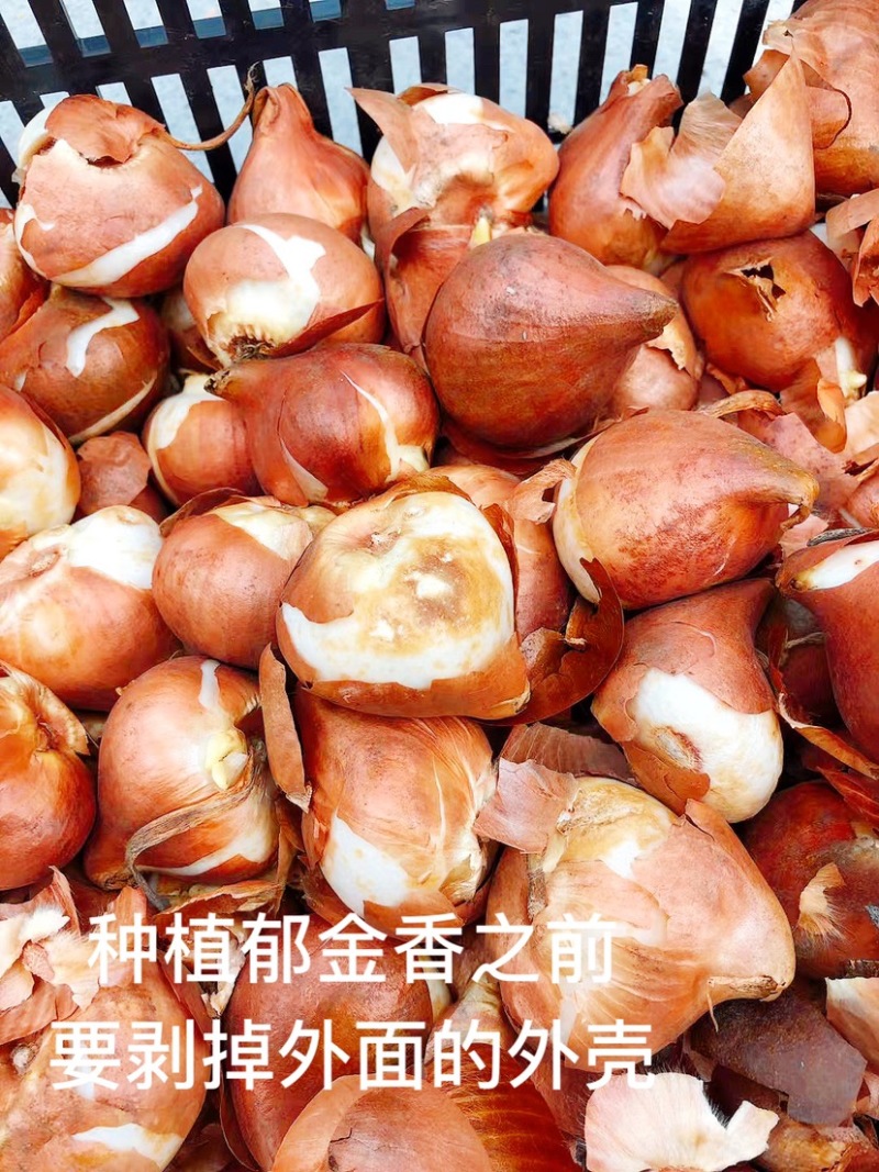 郁金香二代种球、花色达到50多种、很适合工程用苗价廉品相好