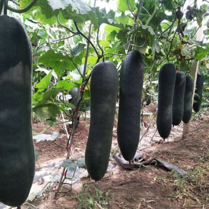 七月中旬大量上市！需要的老板提前联系1200亩