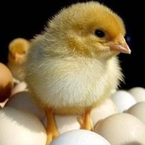 土鸡苗肉鸡苗散养蛋鸡笼养蛋麻鸡苗肉蛋兼用鸡苗