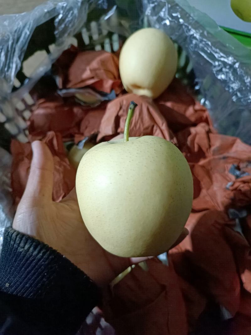 【优选】河北青皇冠梨，产地直供，口感翠甜皮薄汁多价