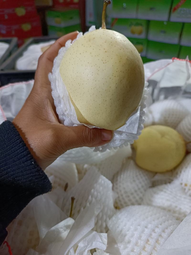 【优选】河北青皇冠梨，产地直供，口感翠甜皮薄汁多价