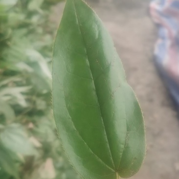 淫羊藿