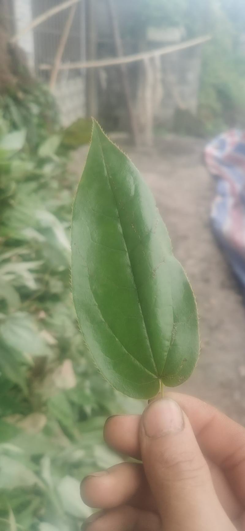 淫羊藿