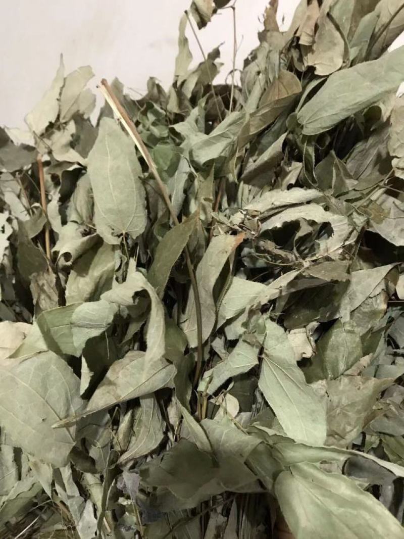 淫羊藿