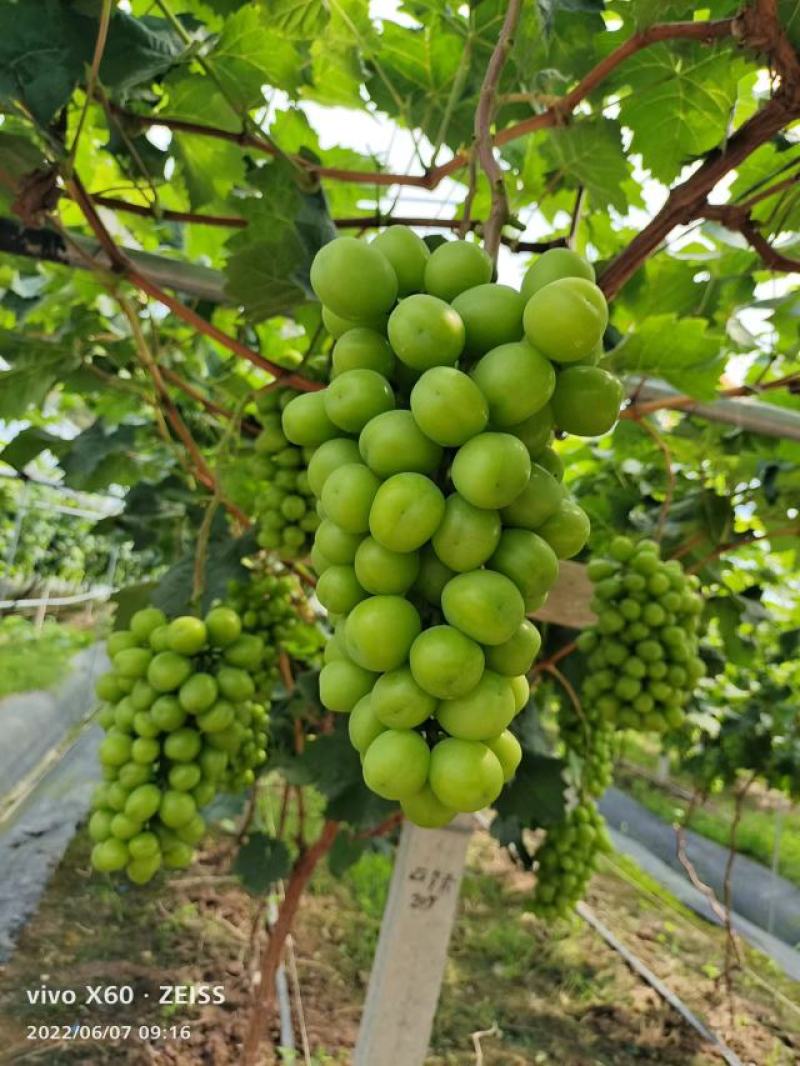 浙江台州三门阳光玫瑰诚信代办，大量上市中