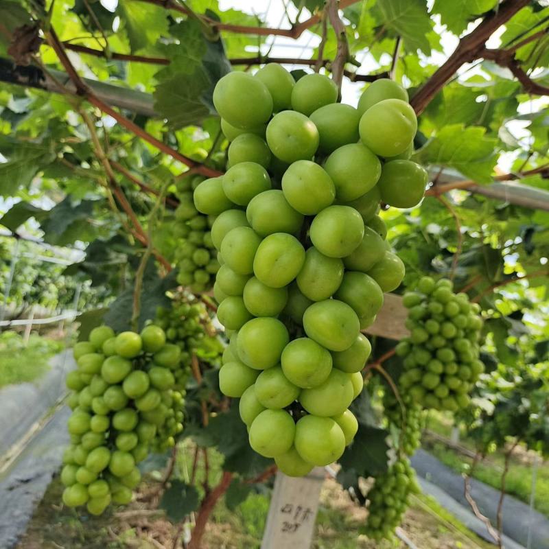 浙江台州三门阳光玫瑰诚信代办，大量上市中