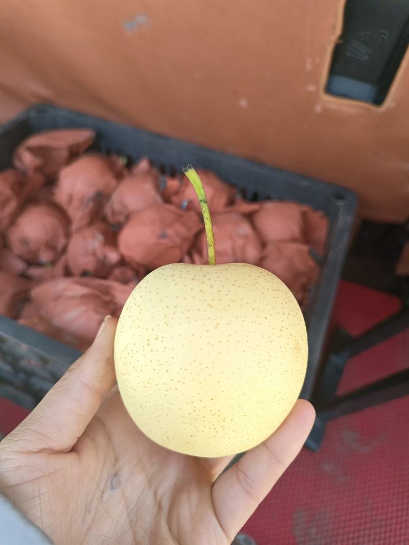河北【精选】纸袋黄冠梨色泽好果点小个头大味很甜