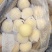 河北【精选】纸袋黄冠梨色泽好果点小个头大味很甜