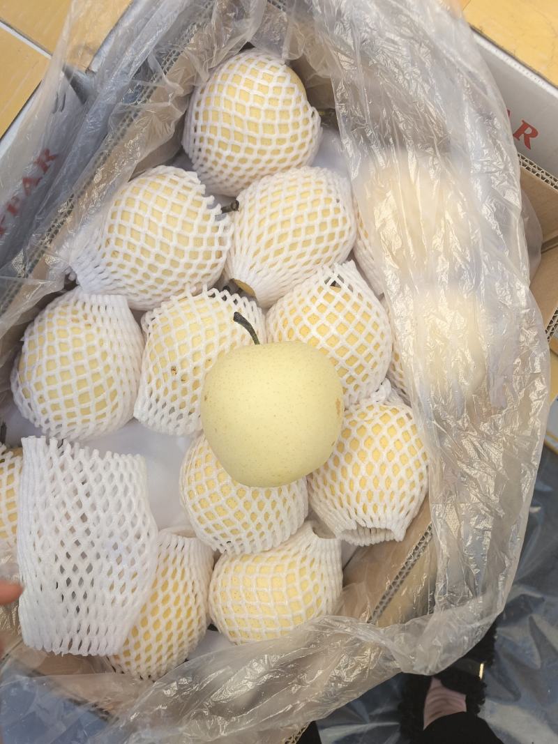 河北【精选】纸袋黄冠梨色泽好果点小个头大味很甜