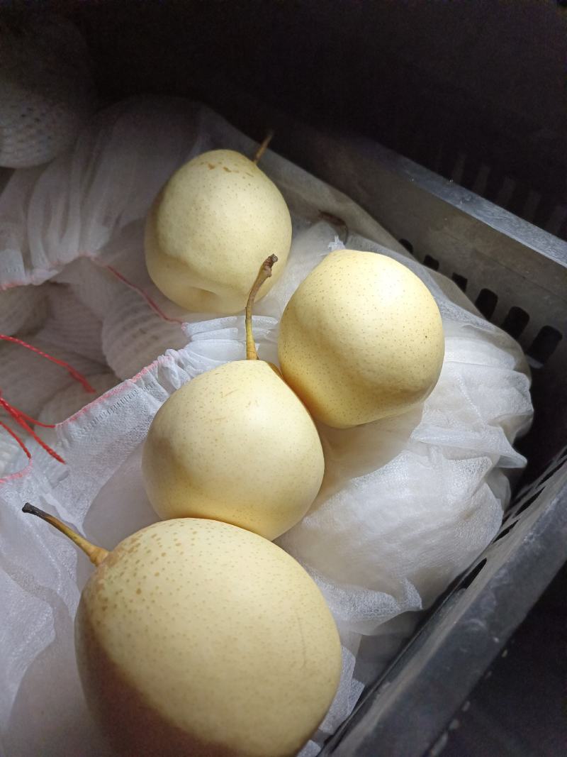 河北【精选】纸袋黄冠梨色泽好果点小个头大味很甜