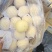 河北【精选】纸袋黄冠梨色泽好果点小个头大味很甜