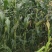 太阳花甜玉米