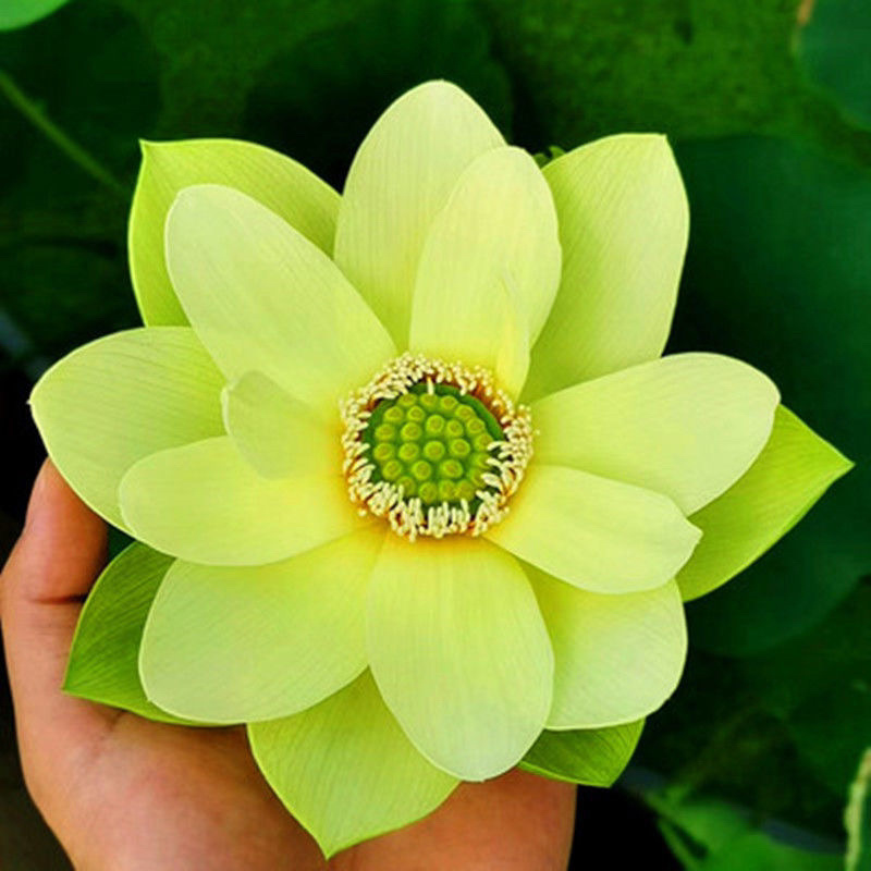 四季播种花卉种子已开口水培植物睡莲荷花碗莲种子