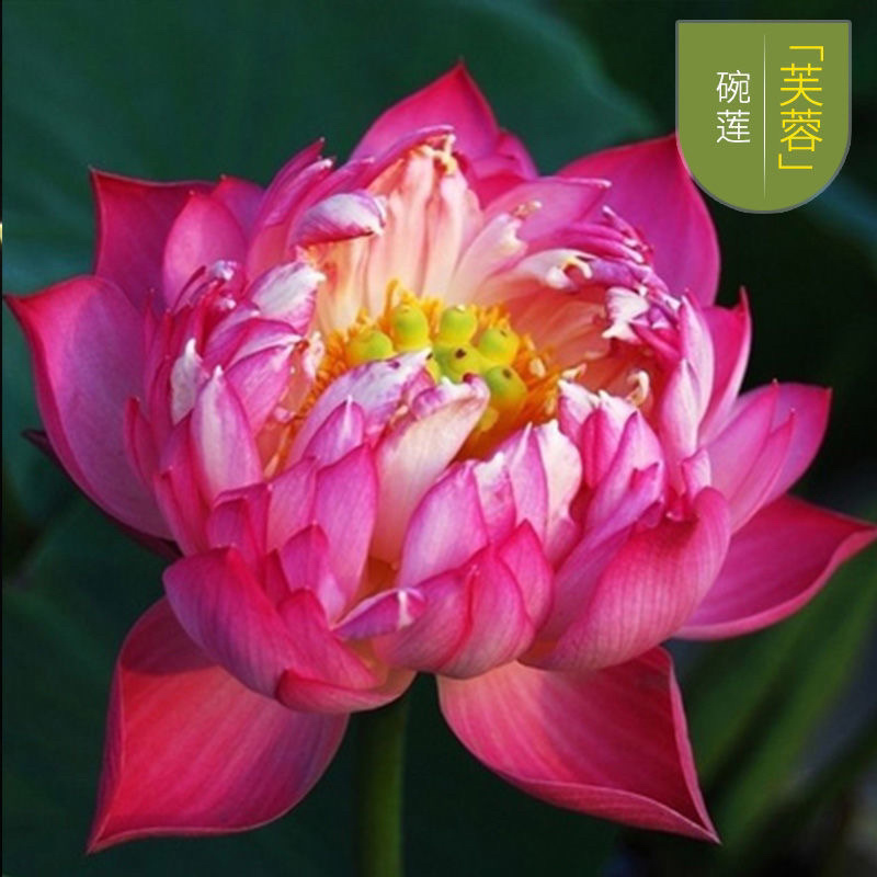 四季播种花卉种子已开口水培植物睡莲荷花碗莲种子