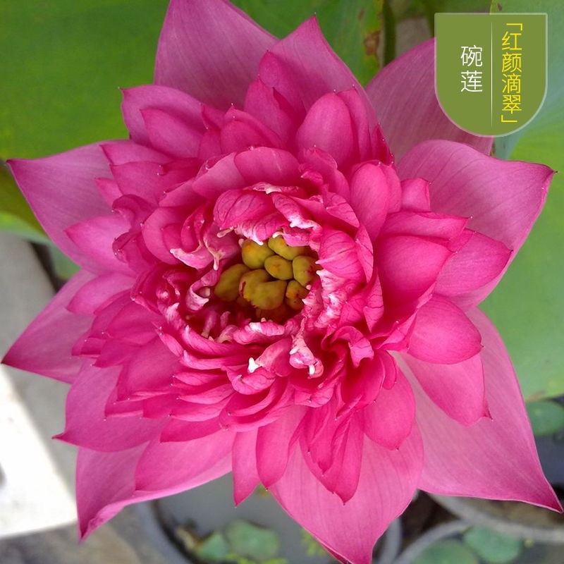 四季播种花卉种子已开口水培植物睡莲荷花碗莲种子