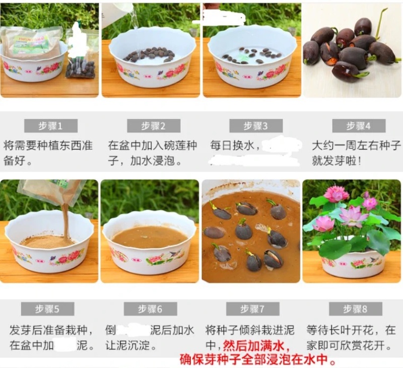四季播种花卉种子已开口水培植物睡莲荷花碗莲种子