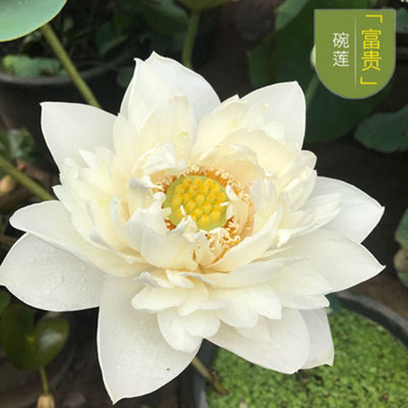 四季播种花卉种子已开口水培植物睡莲荷花碗莲种子