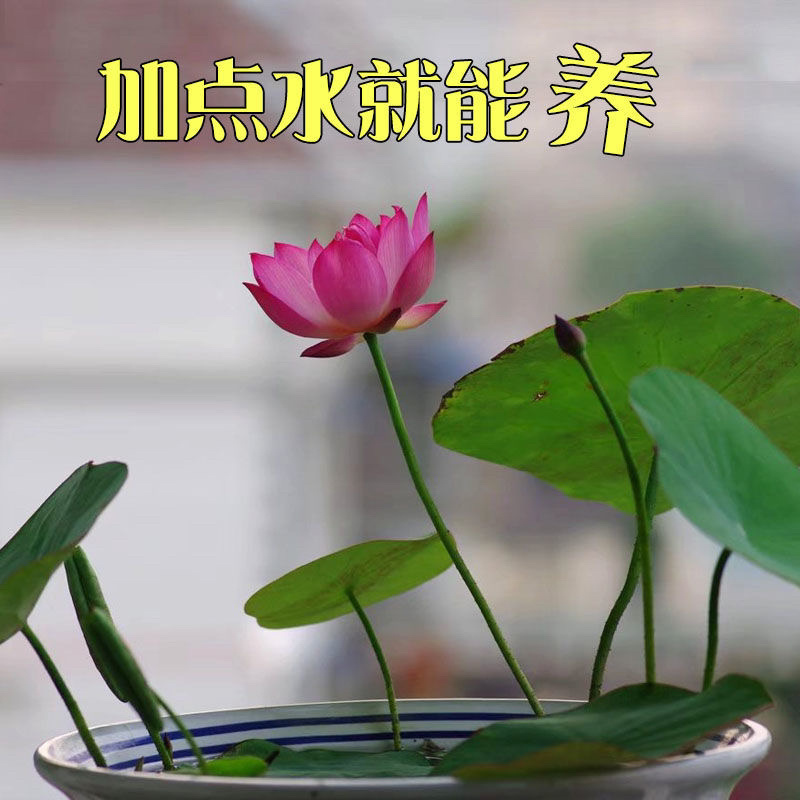 四季播种花卉种子已开口水培植物睡莲荷花碗莲种子