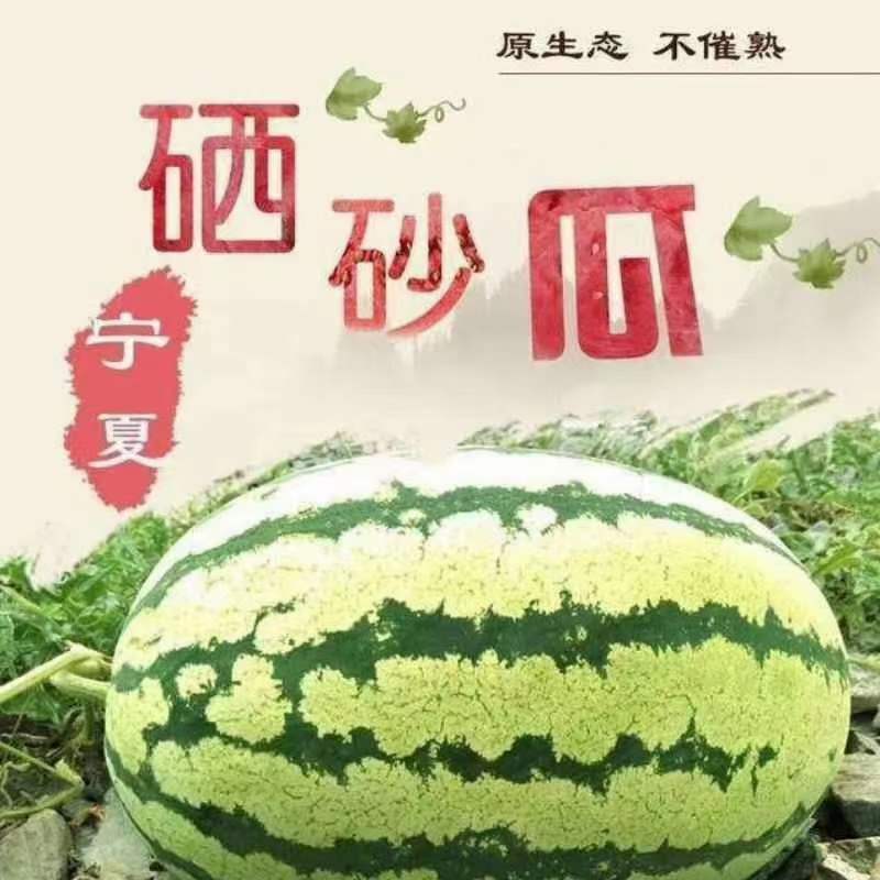 产地直供靖远县金花一号硒砂瓜，一手货源个头大保值欲购从速