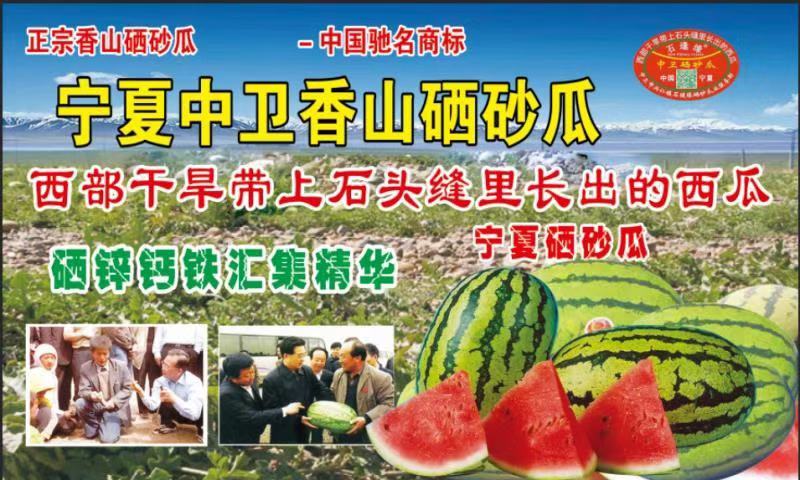 产地直供靖远县金花一号硒砂瓜，一手货源个头大保值欲购从速