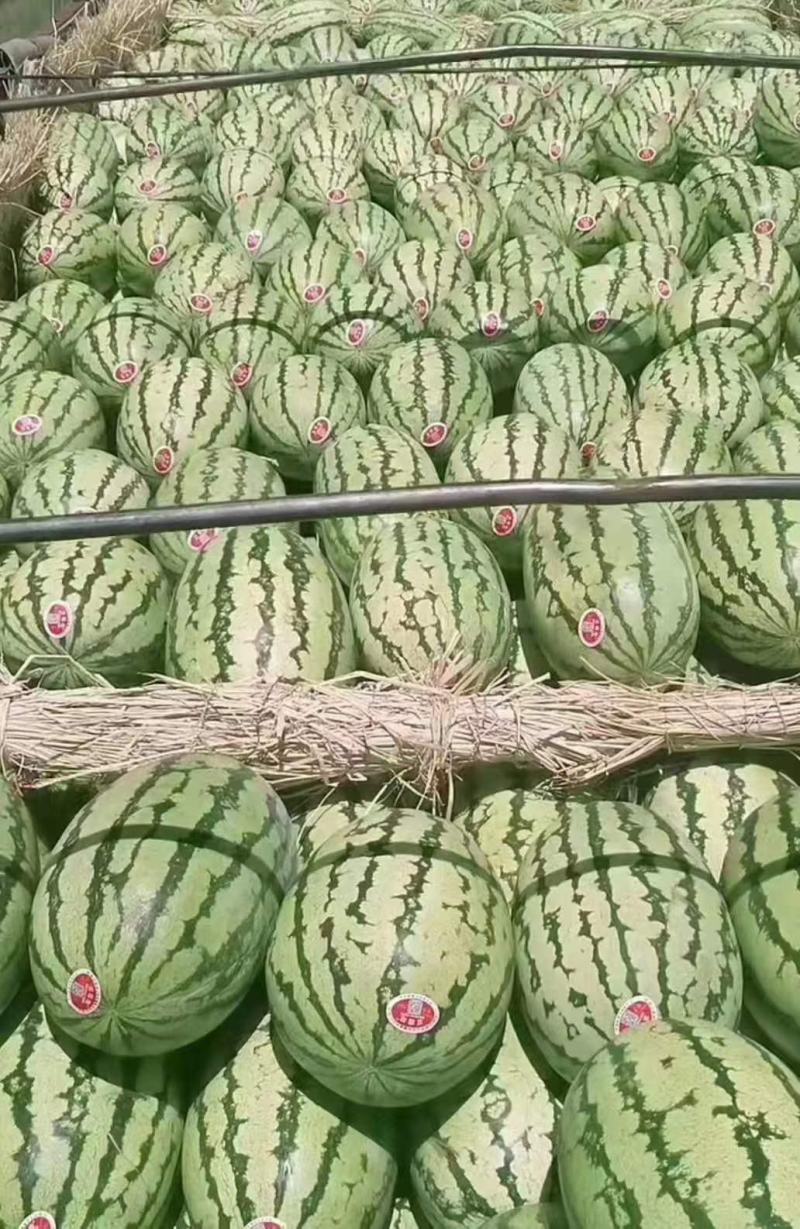 产地直供靖远县金花一号硒砂瓜，一手货源个头大保值欲购从速