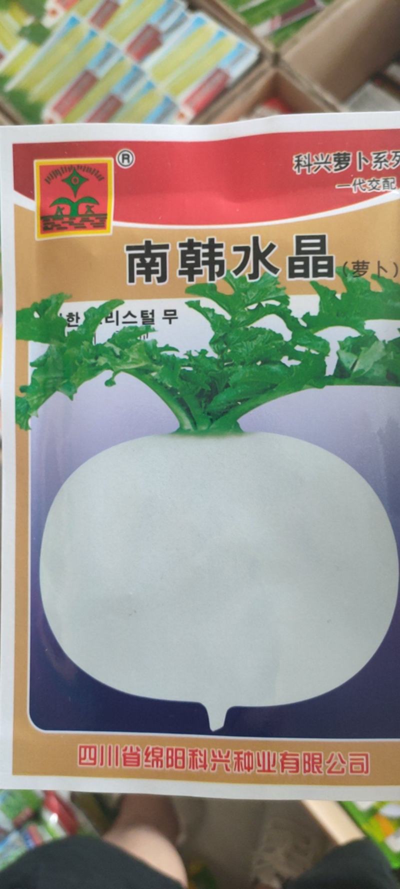 正宗圆白白萝卜种子圆根萝卜种子水晶萝卜种子冰糖萝卜种子