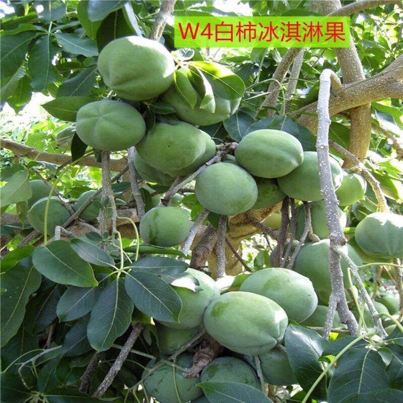 W4冰淇淋白柿新品澳洲引进白柿嫁接四季常青庭院阳台盆栽