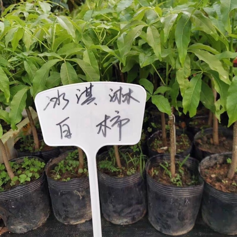 W4冰淇淋白柿新品澳洲引进白柿嫁接四季常青庭院阳台盆栽