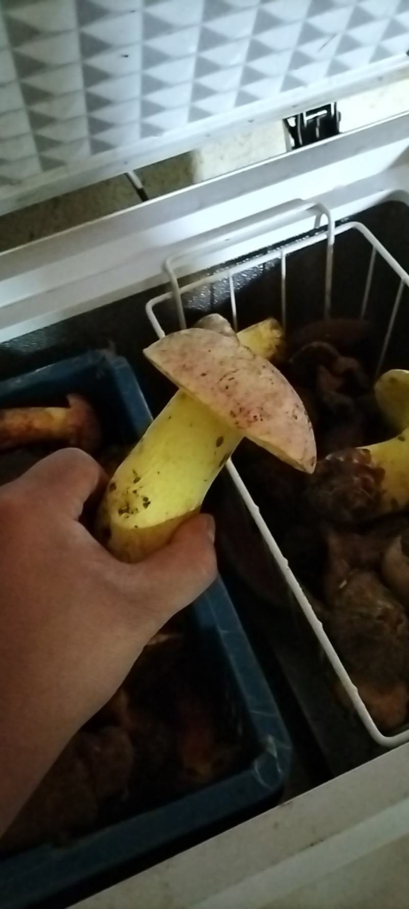 野生菌陆续上市需要的联系