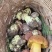 野生菌陆续上市需要的联系